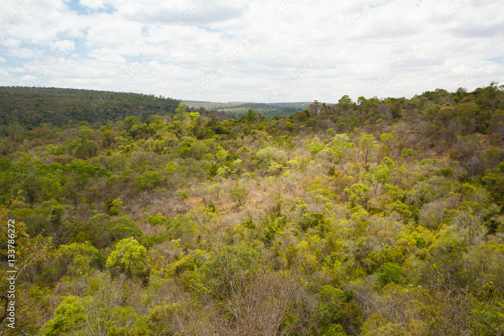 Rainforest in Ankarafantsika park, Madagascar Rainforest in Ankarafantsika park, Madagascar