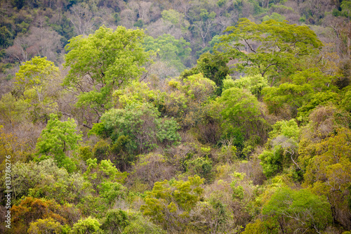 Rainforest in Ankarafantsika park, Madagascar photo