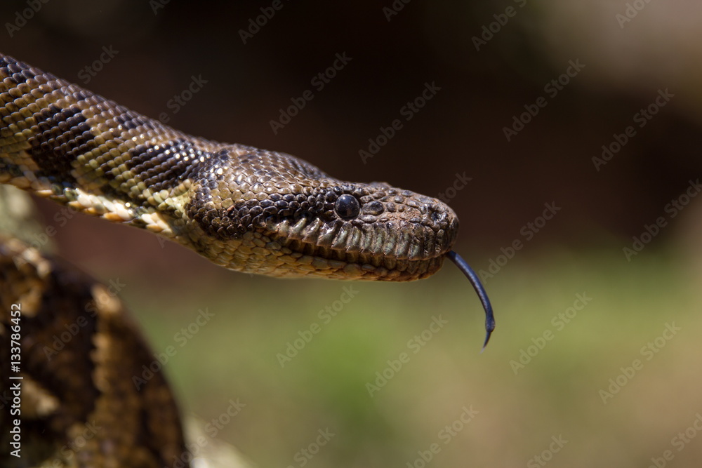 Obraz premium pitone