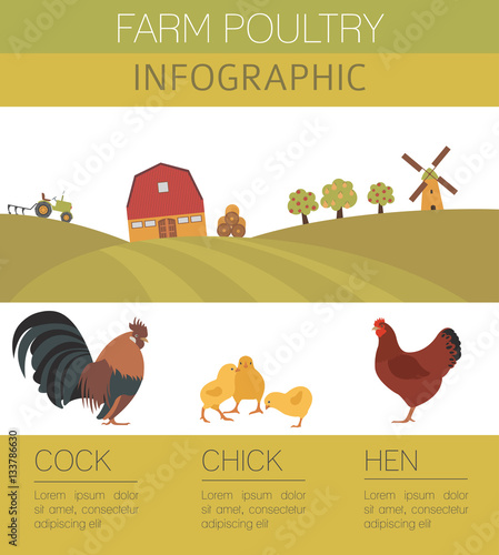 Poultry farming. Chicken family isolated on white. Flat design