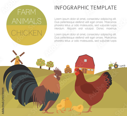 Poultry farming. Chicken family isolated on white. Flat design