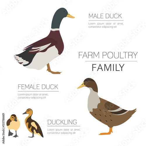 Poultry farming. Duck family isolated on white. Flat design.