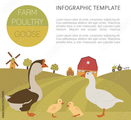 Poultry farming. Goose family isolated on white. Flat design