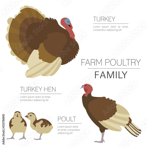 Poultry farming. Turkey family isolated on white. Flat design