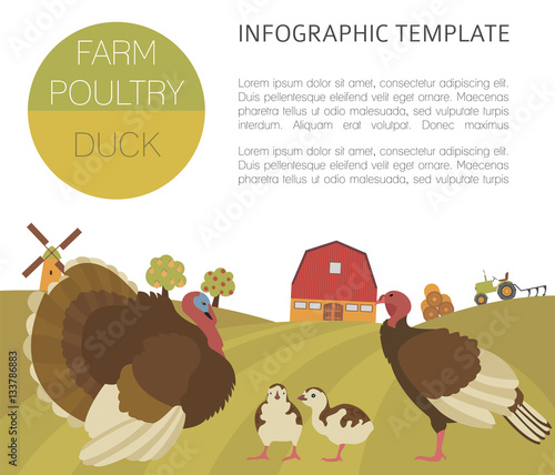 Poultry farming. Turkey family isolated on white. Flat design