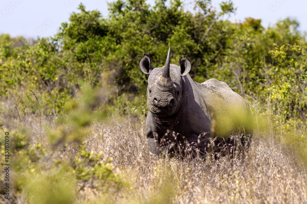 Obraz premium rinoceronte nero
