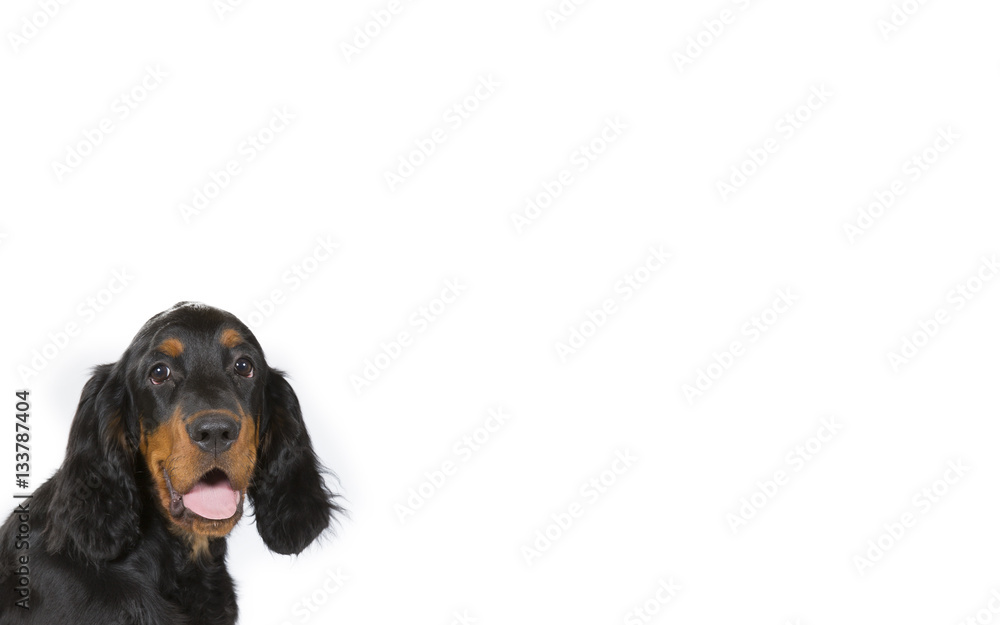 Gordon setter puppy isolated on white for copy space use. Indoor image.