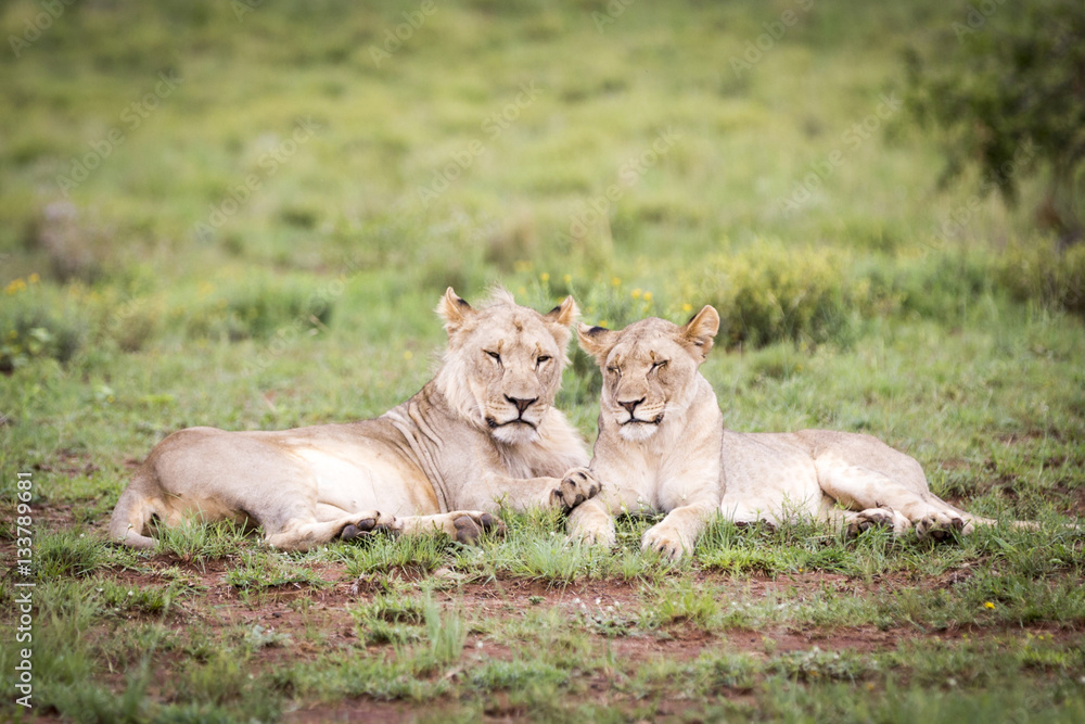 Adolescent lions lying in the morning sun Adolescent lions lying in the morning sun
