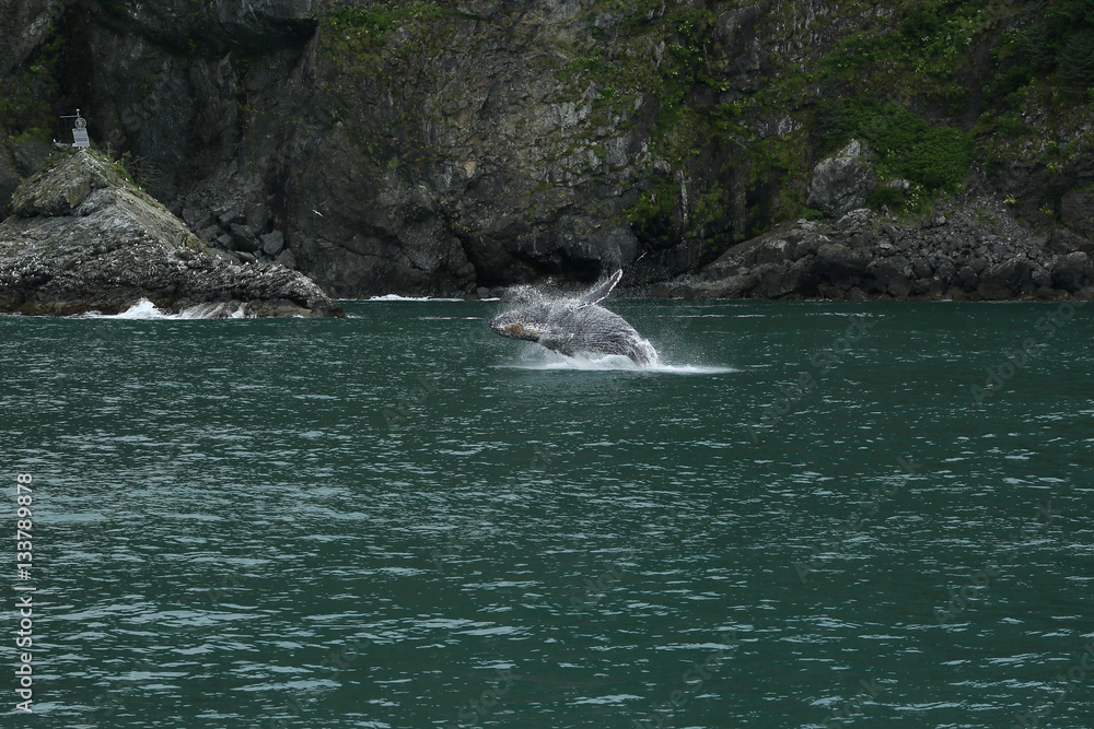 Fototapeta premium leaping humpback whale