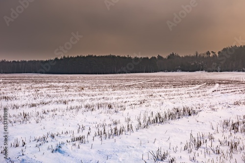 Winter snowy fields and foggy day