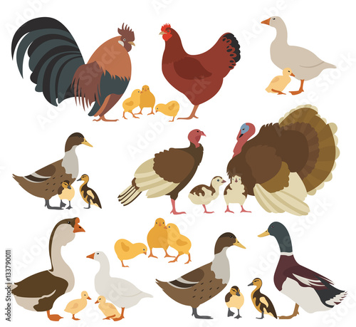 Poultry farming. Chicken, turkey, duck, goose family isolated on