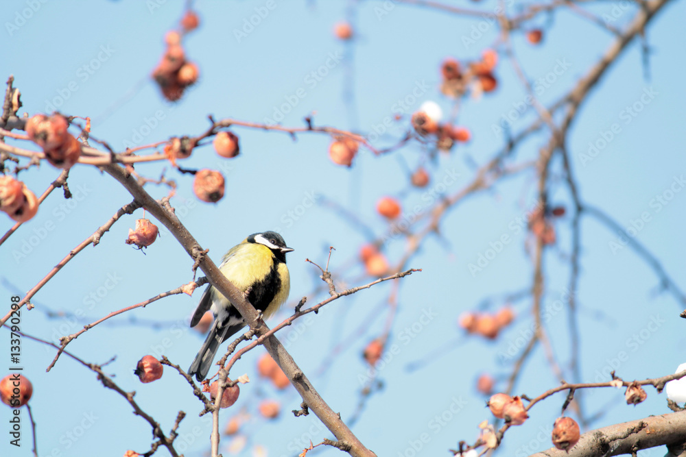 Naklejka premium Male Great tit (Parus major) sitting on a branch