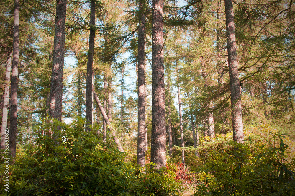 Fototapeta premium Trees of Scotland