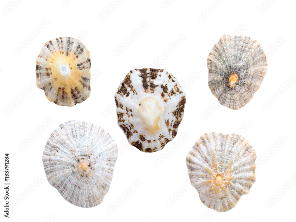 Seashells isolated on the white background
