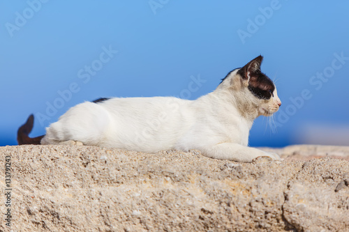 Cat sitting in ancient stone masonry wall fencing at port of Rhodes © vladimircaribb