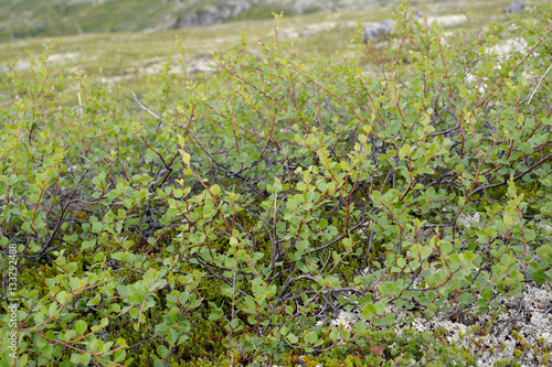 Dwarfish birch (Betula nana L.) in the north of the Kola Peninsu