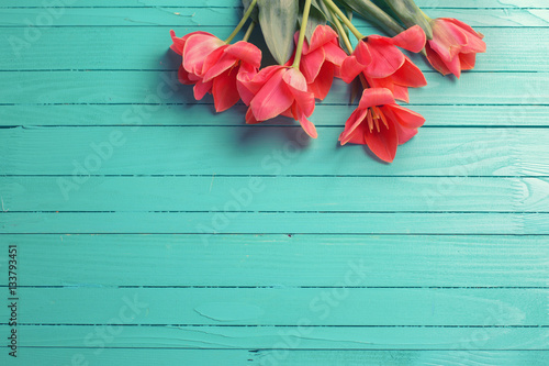 Fototapeta Naklejka Na Ścianę i Meble -  Pink tulips on turquoise painted wooden background.