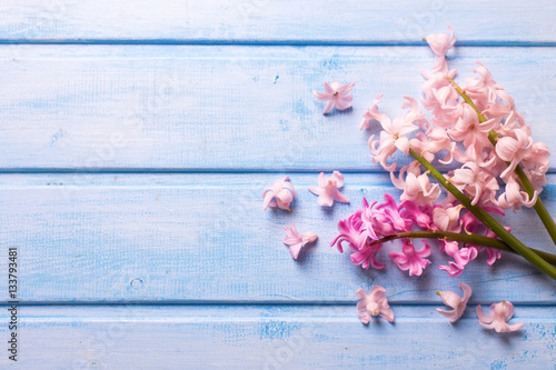 Background  with fresh  pink hyacinths flowers