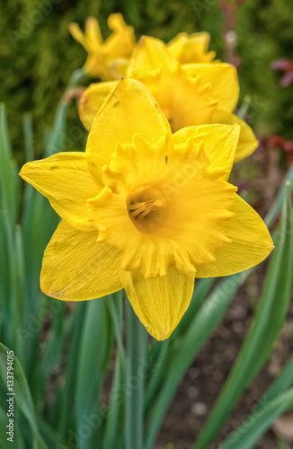 Blooming daffodil with the blurred background