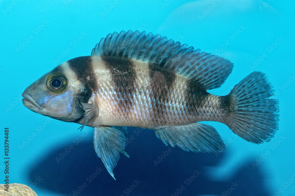 Fototapeta premium Portrait of cichlid fish (Neolamprologus sexfasciatus)