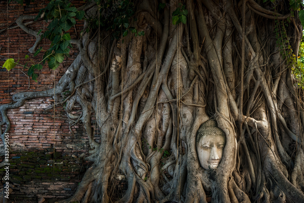 Selective soft focus of Buddha head in tree roots at Ayutthaya Selective soft focus of Buddha head in tree roots at Ayutthaya