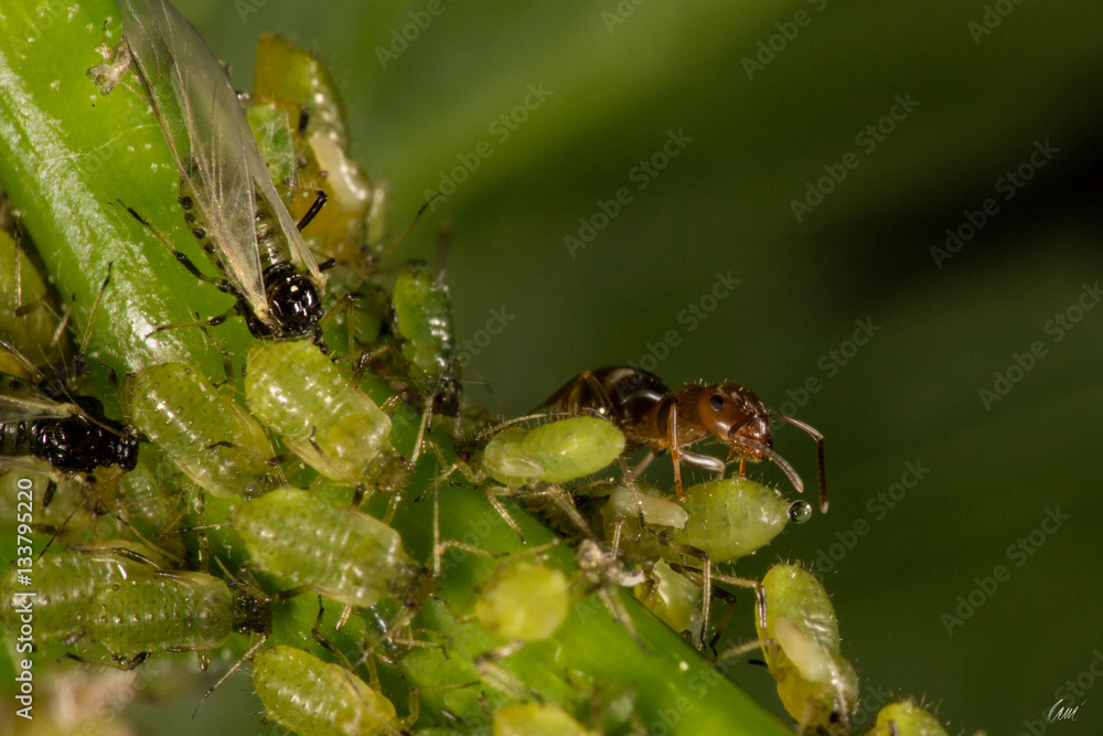 Makro Makro