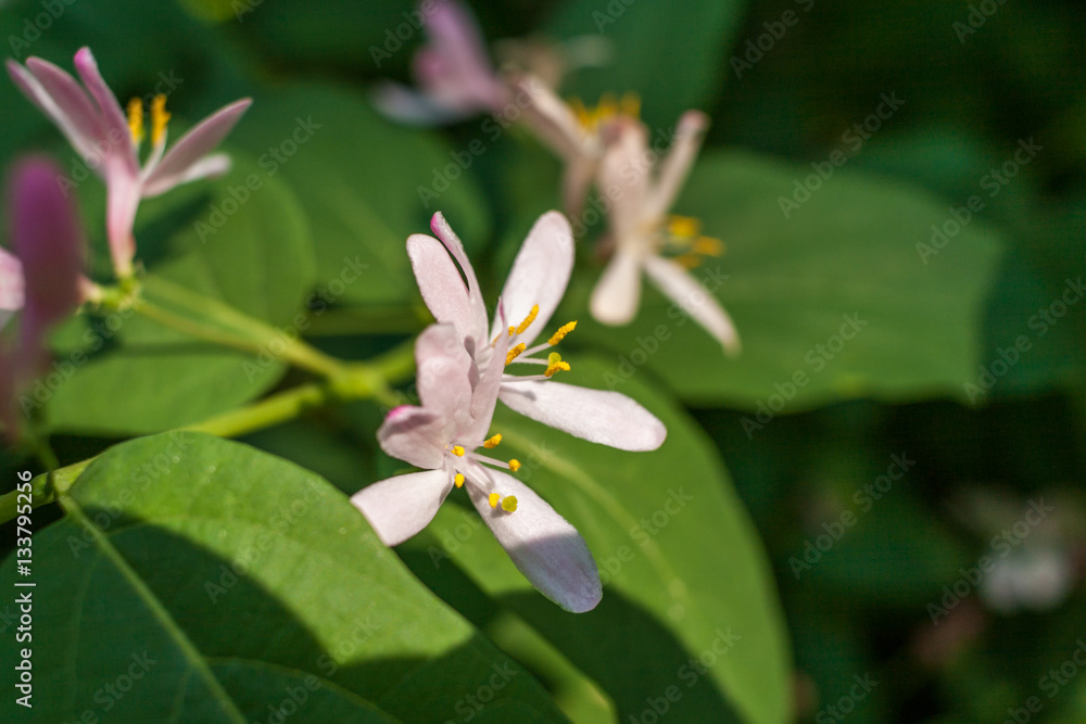 Close-up pink flowers of bush in spring. Close-up pink flowers of bush in spring.