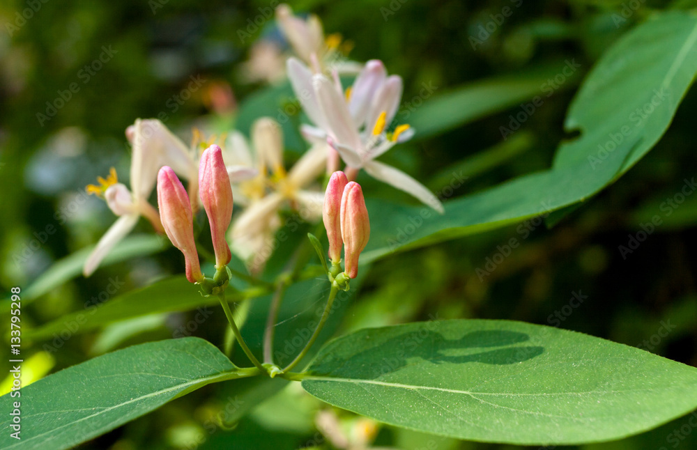Close-up buds, leaves and flowers of bush in spring.