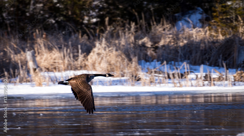 Naklejka premium Canada Goose In Flight
