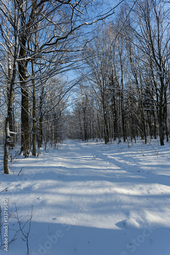 View of beautiful winter birch wood © MagiciaN