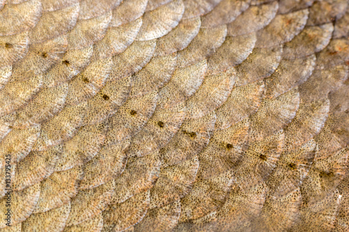 Scales and lateral line of bream photo