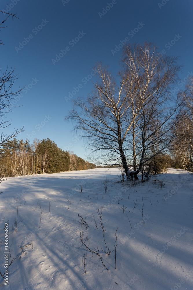 View of beautiful winter birch wood View of beautiful winter birch wood