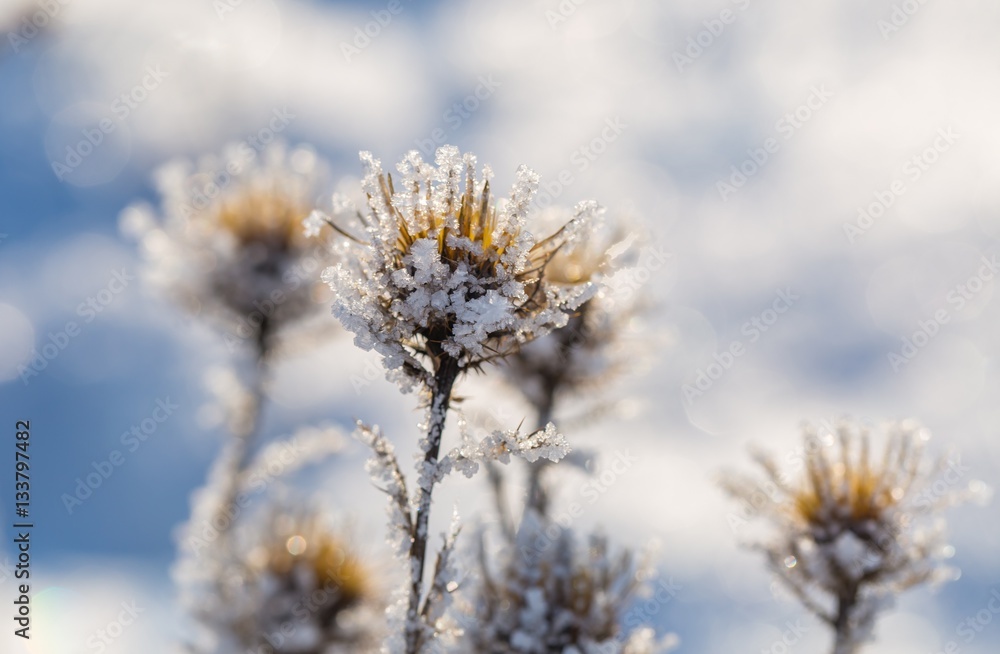 Withered and dry thistle flower in winter rime Withered and dry thistle flower in winter rime