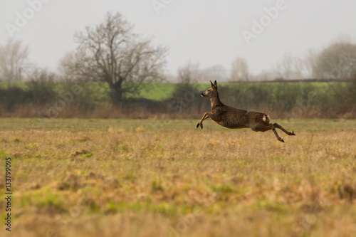 Female Roe Deer running across Field
