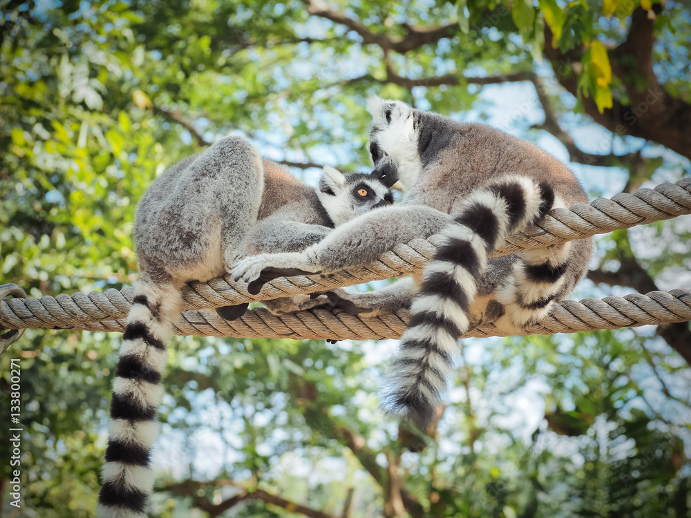 Fototapeta premium Two Ring-Tailed Lemur (Lemur catta) Outdoor Shot in the zoo