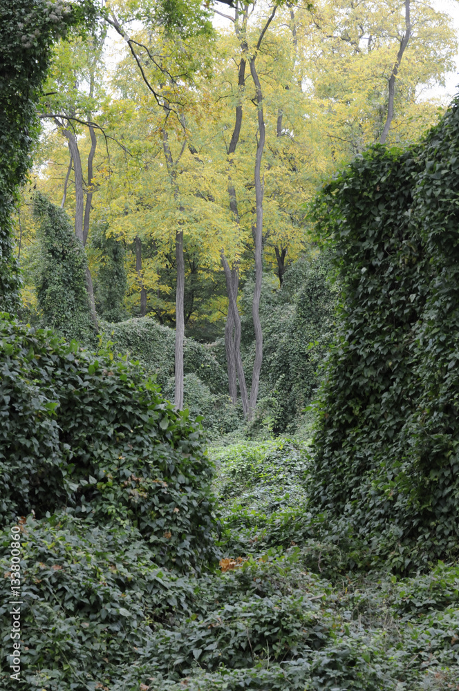 urwald am zotzenheimer hörnchen urwald am zotzenheimer hörnchen