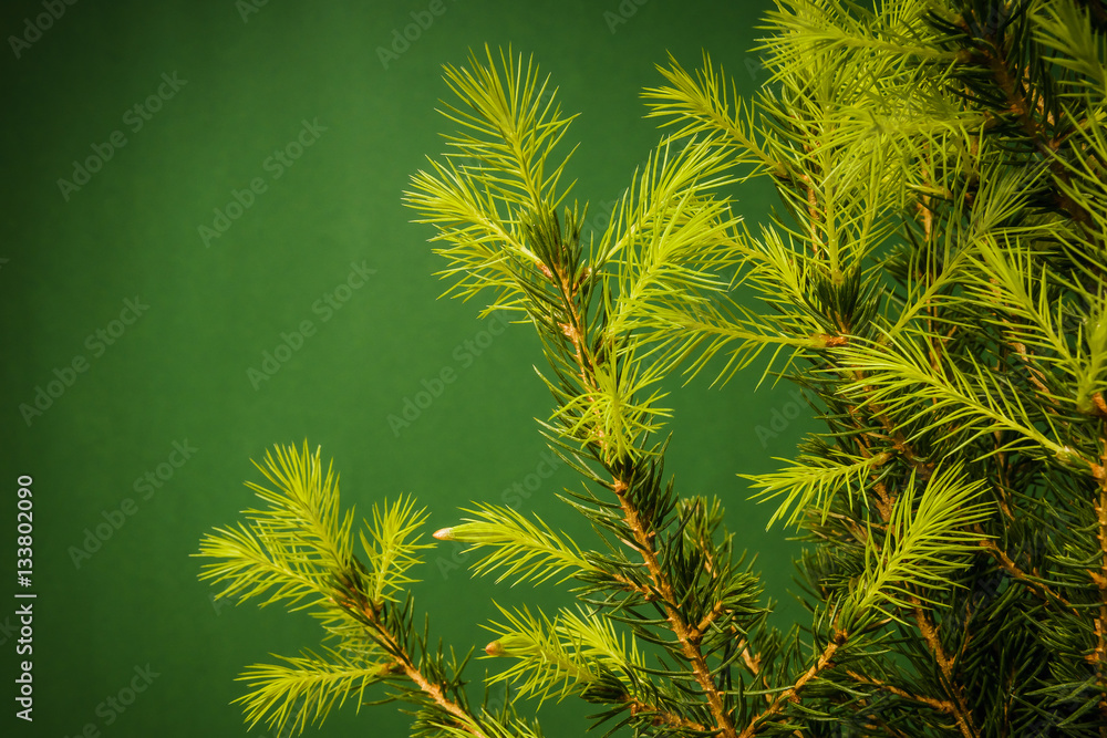 young spruce needles on a green paper background young spruce needles on a green paper background