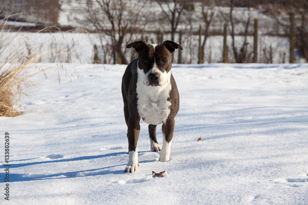 beautiful American Staffordshire Terrier beautiful American Staffordshire Terrier