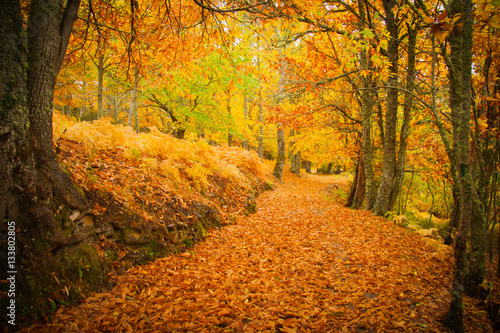 castañar en otoño