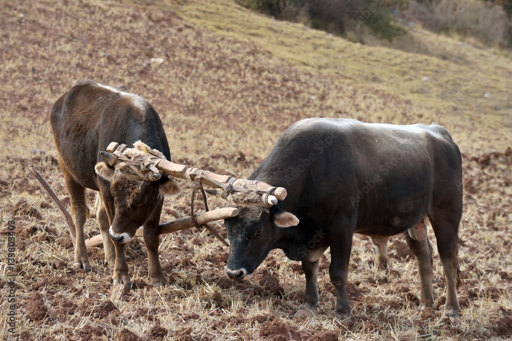 Two bulls and wooden plow, Peru