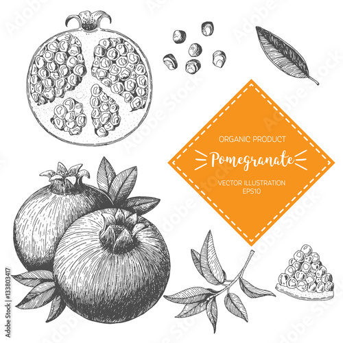 Pomegranate vector illustration. Hand-drawn design element. A fruit drawn in vintage style
