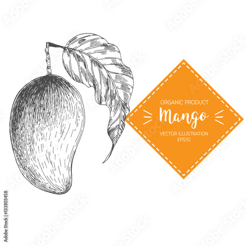Mango vector illustration. Hand-drawn design element. A fruit drawn in vintage style
