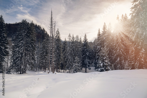 Winter landscape 