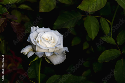 White rose backdrop with soft light.