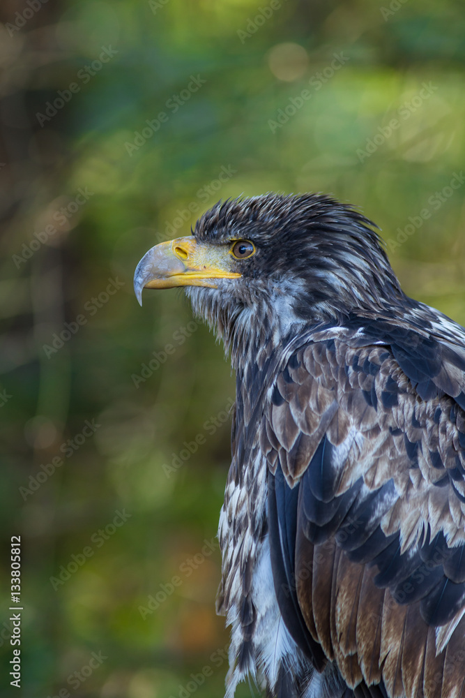Fototapeta premium Junger Weißkopfseeadler