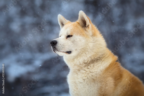 japanese Dog Akita Inu Winter Portrait