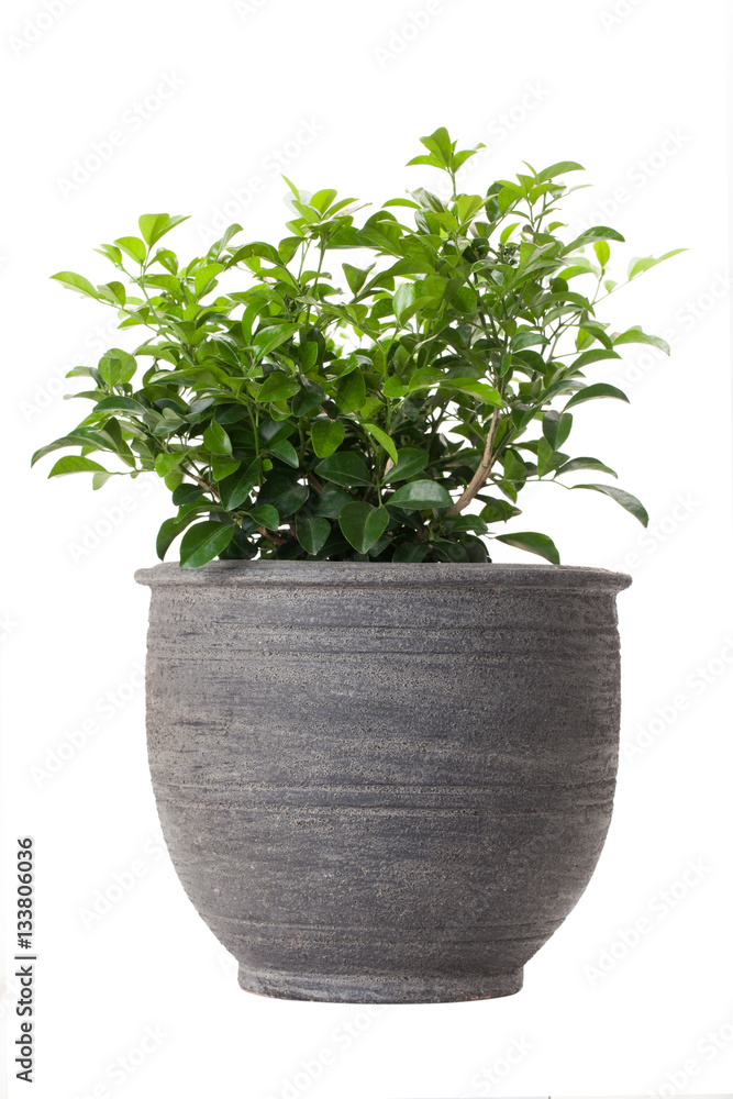 Orange jasmine in flower pot