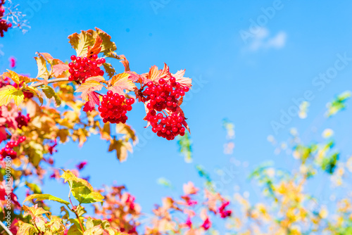 Cluster or bunch of a red mountain ash on a branch over the blue sky. Autumn background. Natural composition. Copy space for text