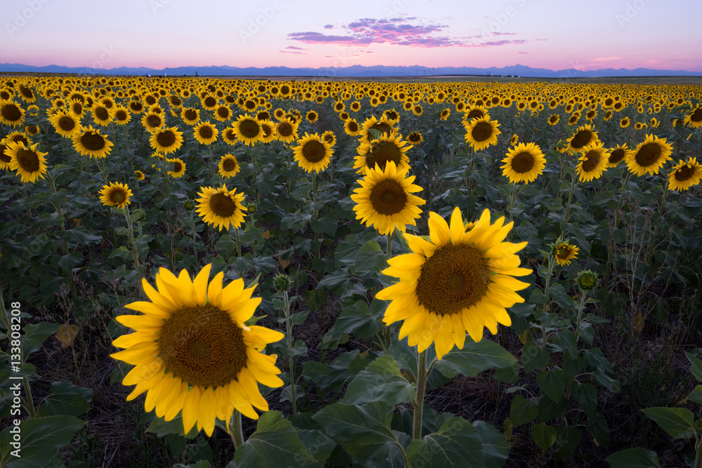 Obraz premium Field of Sunflowers at Sunset