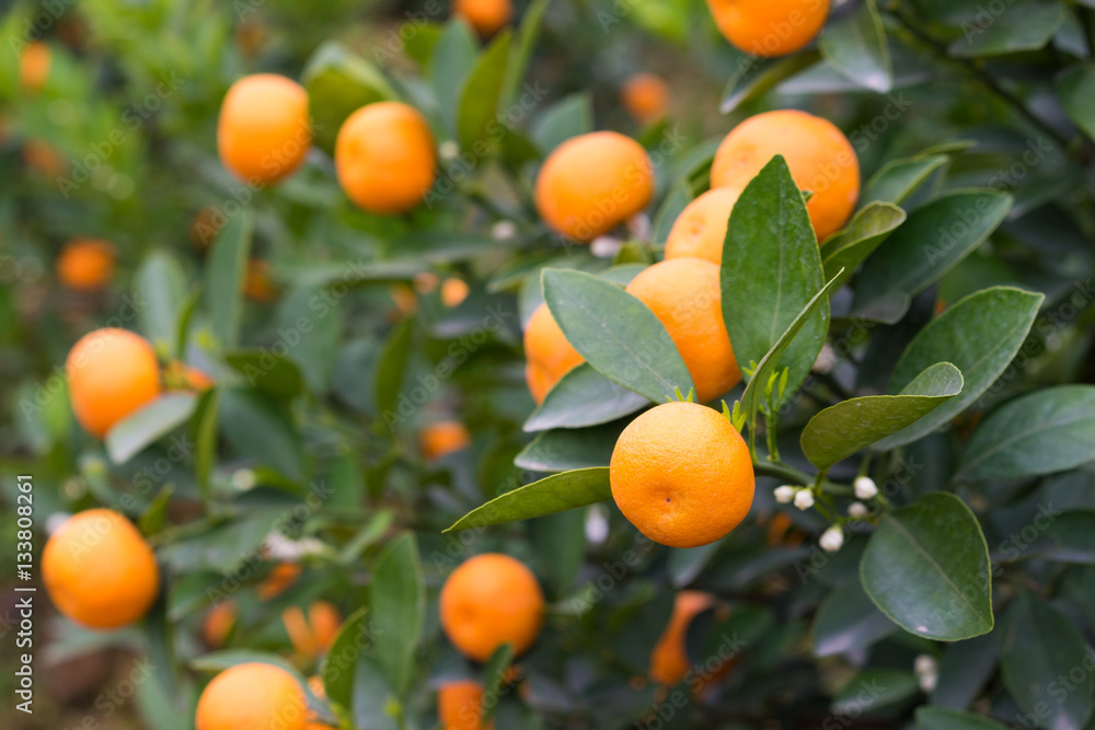 Kumquat, the symbol of Vietnamese lunar new year. In nearly every household, crucial purchases for Tet include the peach 
